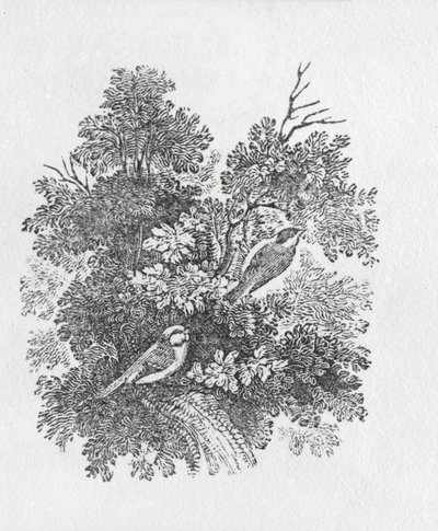 Long Tailed Titmouse from History of British Birds and Quadrupeds by Thomas Bewick